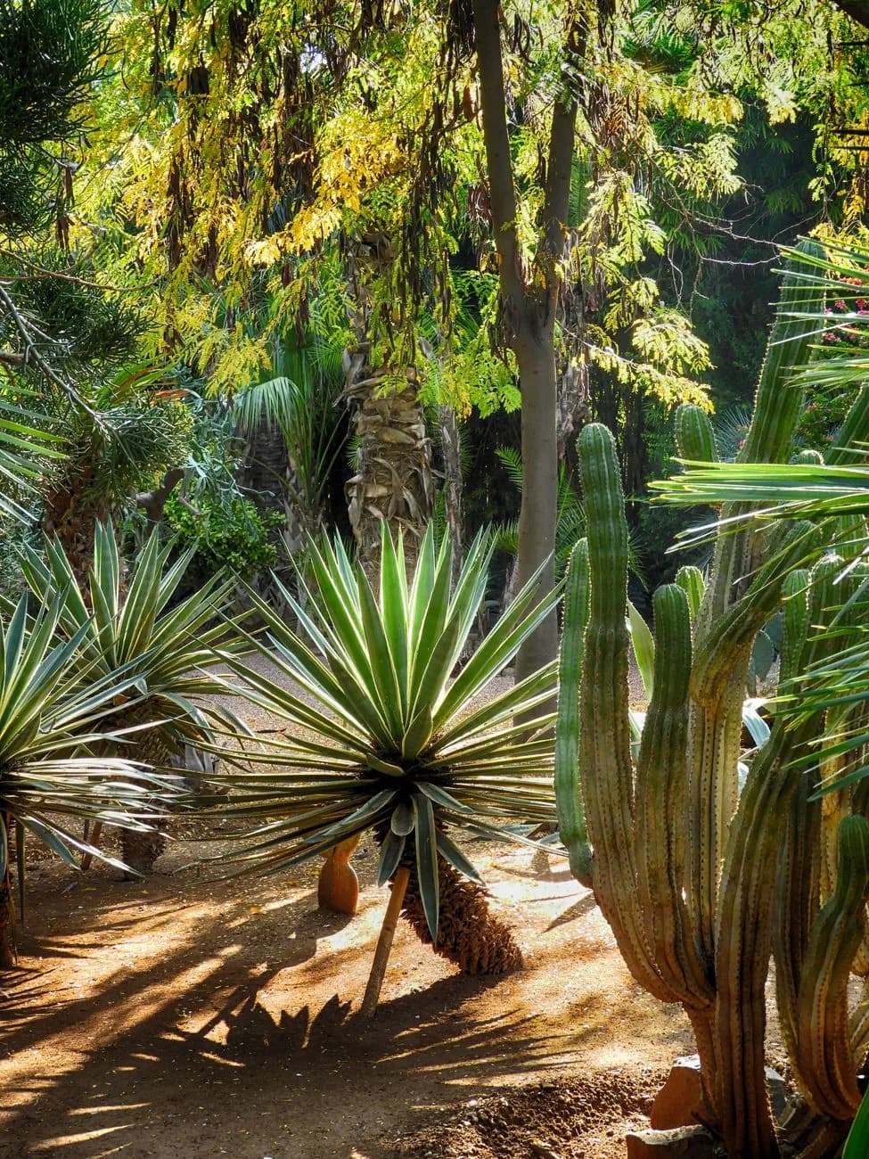 Agaves, cactus et palmiers dans un jardin méditerranéen ensoleillé