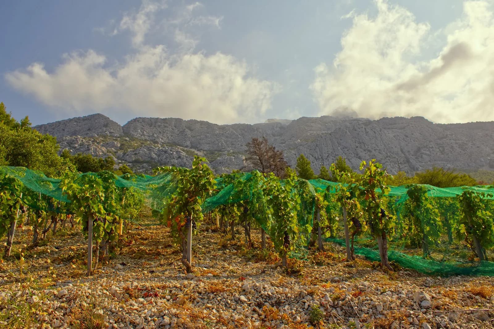 Vignes protégées par des filets verts devant des montagnes calcaires, dans le sud de la Dalmatie