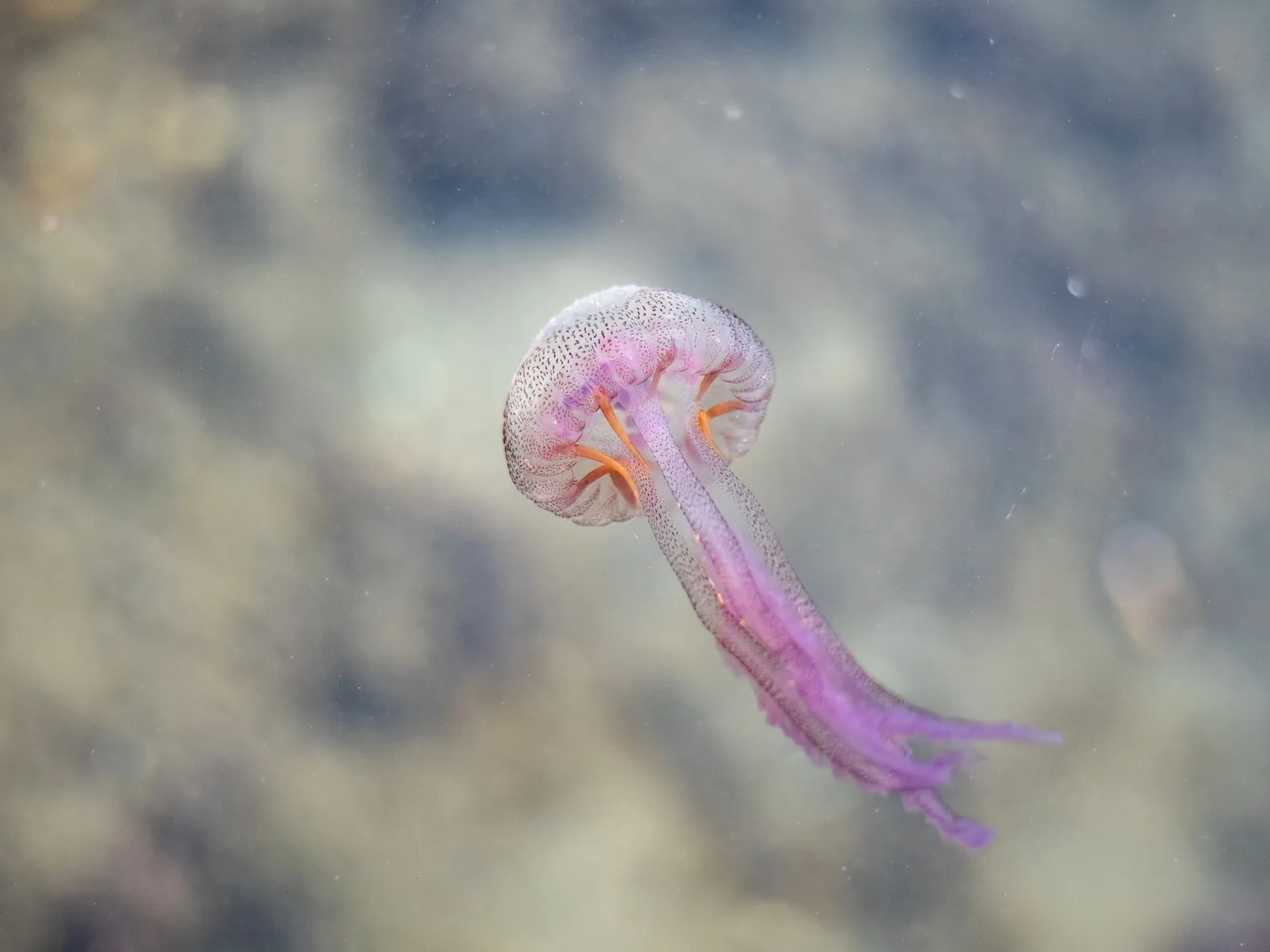 Méduse mauve de type pélagie (Pelagia noctiluca) en pleine eau