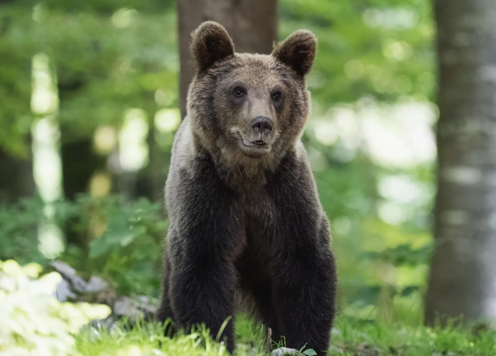 Ours brun européen debout dans une forêt de feuillus