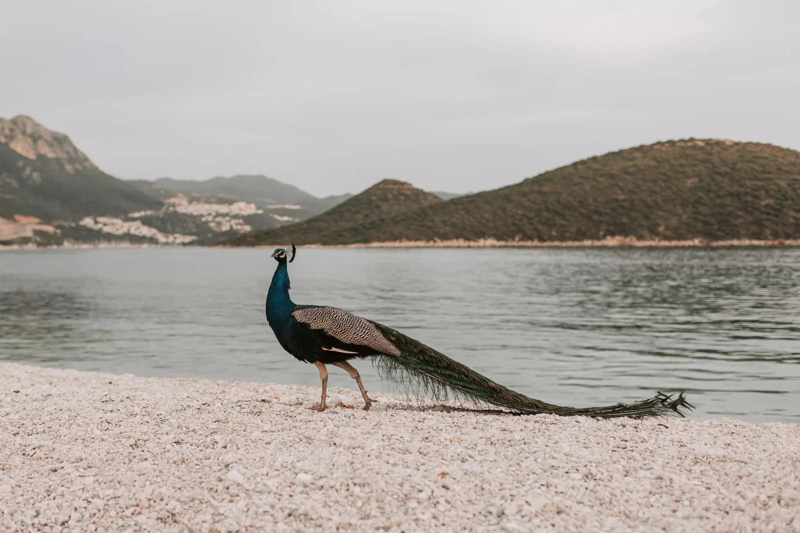 Un paon en liberté sur une plage de galets au bord de l'Adriatique