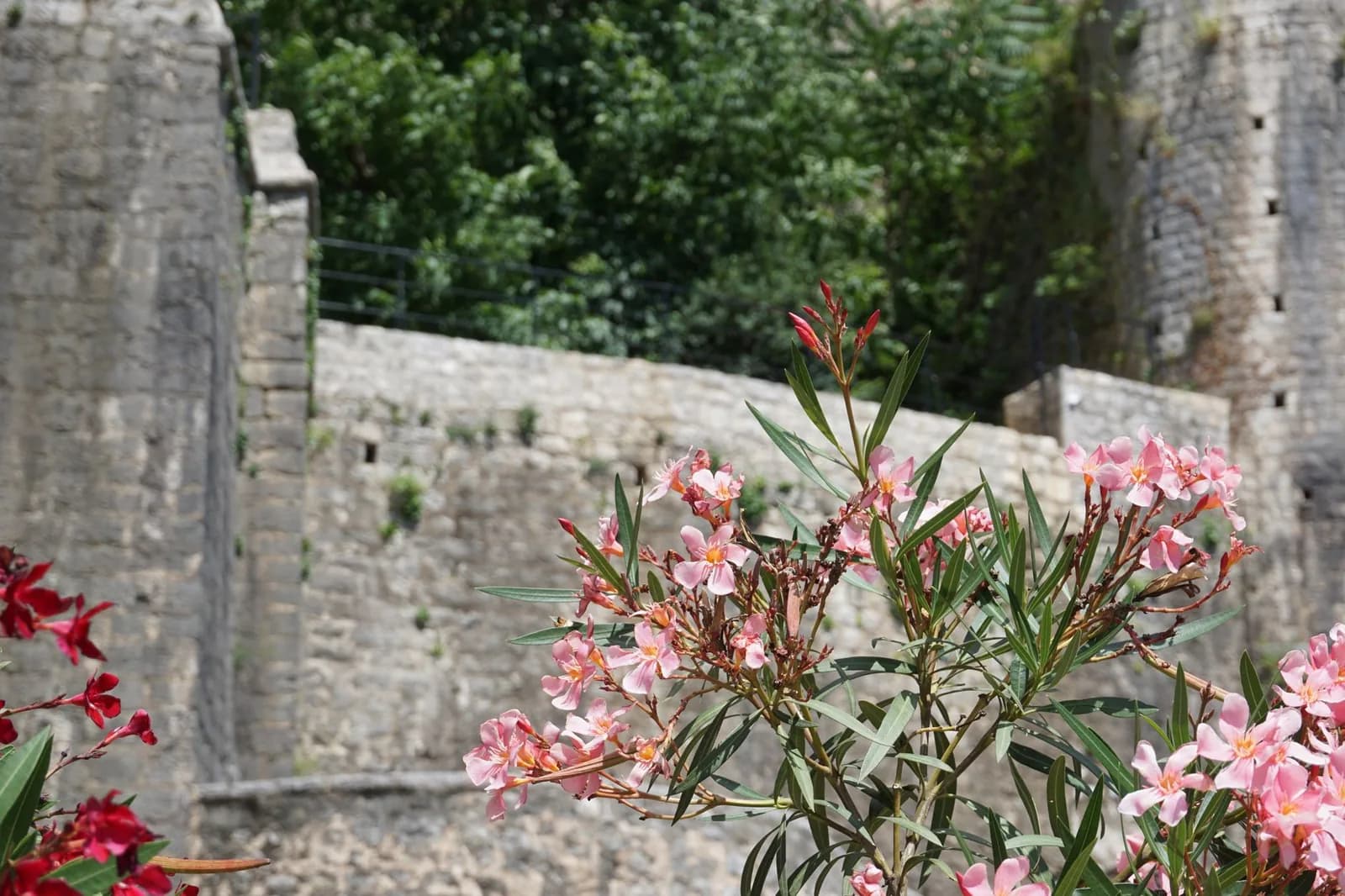 Murailles de pierre massives couvertes de végétation, avec des lauriers-roses en fleurs au premier plan