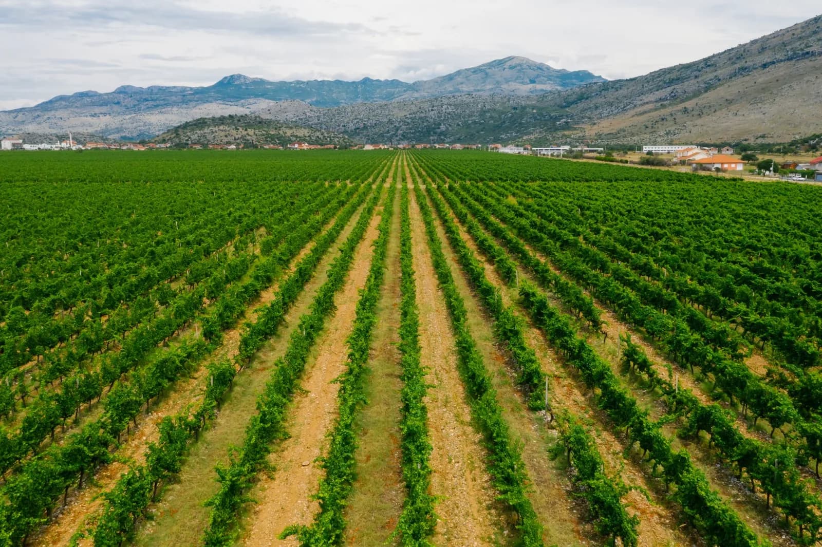 Des rangs de vignes au pied de montagnes calcaires