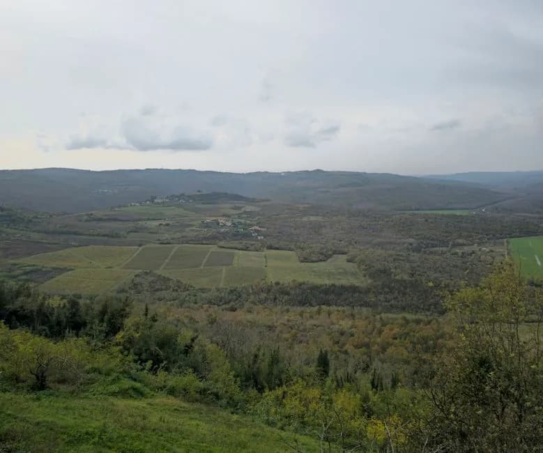 Vignobles et collines boisées de la vallée de la Mirna, en Istrie intérieure